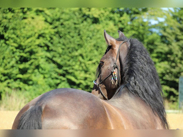 Lusitano Mix Wałach 10 lat 158 cm Ciemnogniada in Überlingen Lusitano Mix Wałach 10 lat 158 cm Ciemnogniada in Überlingen