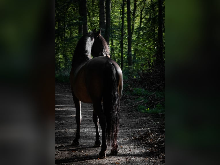 Lusitano Mix Wałach 10 lat 158 cm Ciemnogniada in Überlingen Lusitano Mix Wałach 10 lat 158 cm Ciemnogniada in Überlingen