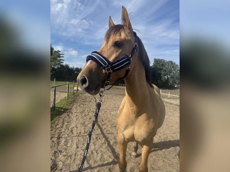 Lusitano Mix Wałach 10 lat 160 cm Jelenia in Berkel en Rodenrijs
