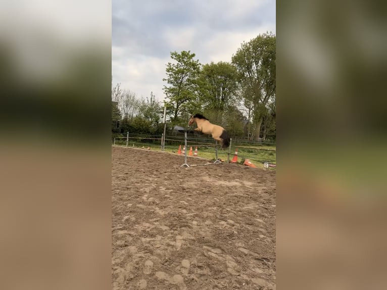Lusitano Mix Wałach 10 lat 160 cm Jelenia in Berkel en Rodenrijs