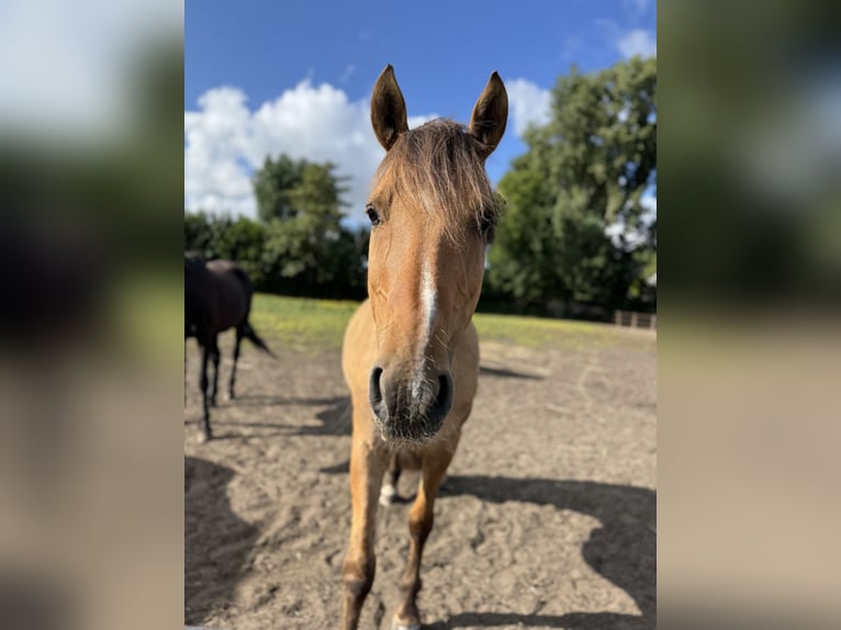 Lusitano Mix Wałach 10 lat 160 cm Jelenia in Berkel en Rodenrijs