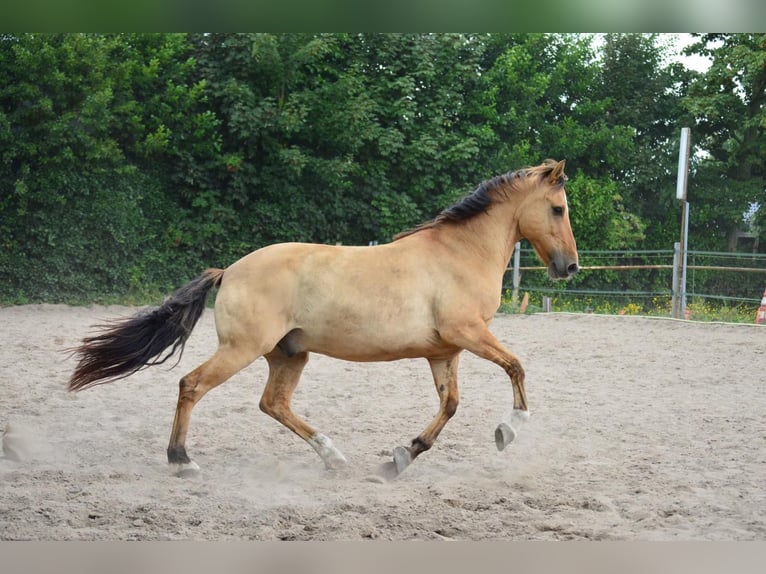 Lusitano Mix Wałach 10 lat 160 cm Jelenia in Berkel en Rodenrijs