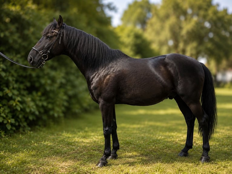 Lusitano Wałach 10 lat 160 cm Kara in Köln