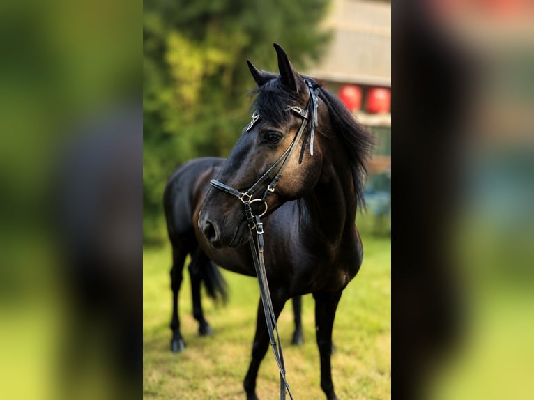 Lusitano Wałach 10 lat 160 cm Kara in Köln