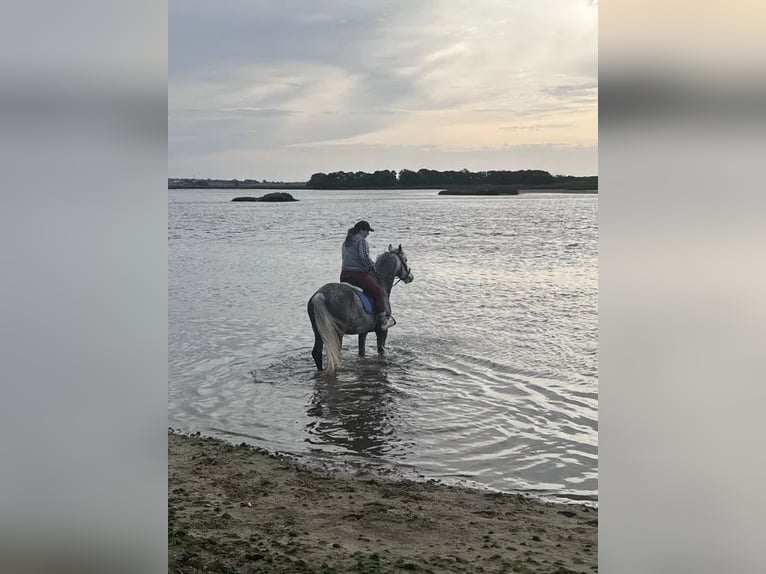 Lusitano Wałach 10 lat 160 cm Siwa jabłkowita in AVEIRO