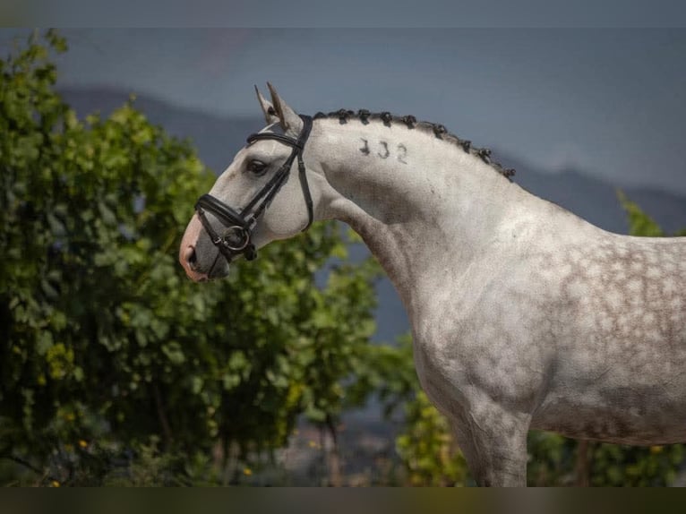 Lusitano Wałach 10 lat 161 cm Siwa in Porto