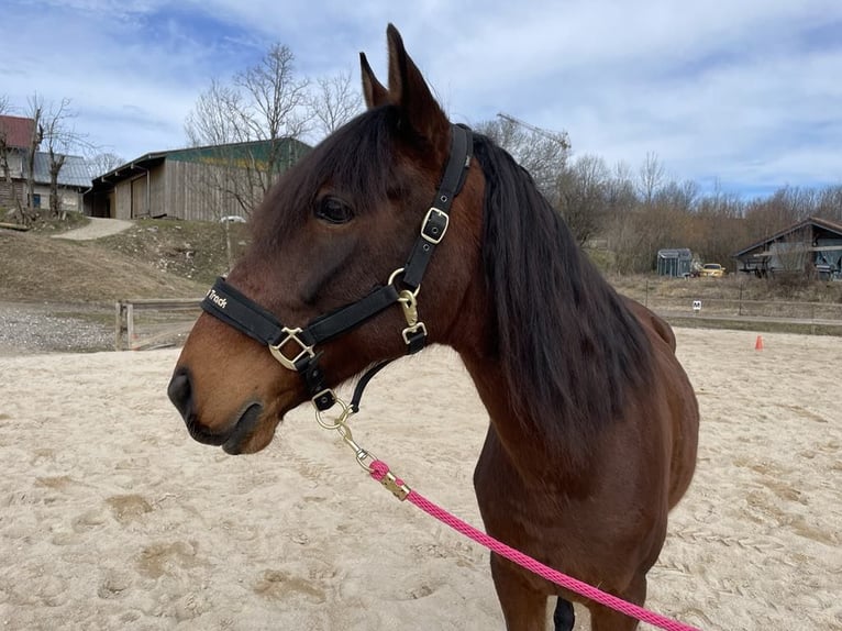 Lusitano Wałach 10 lat 162 cm Gniada in Saugeot