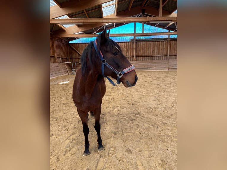 Lusitano Wałach 10 lat 162 cm Gniada in Saugeot