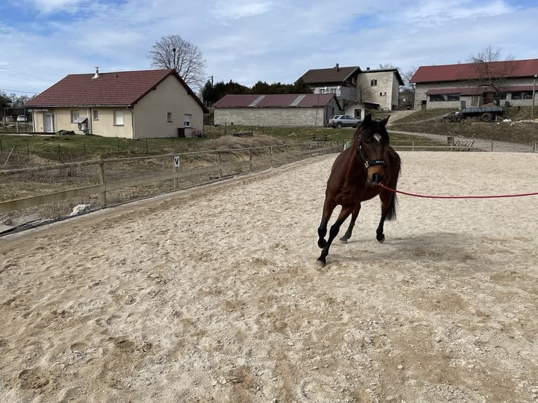Lusitano Wałach 10 lat 162 cm Gniada in Saugeot