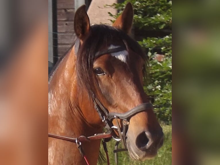 Lusitano Wałach 10 lat 162 cm Gniada in Saugeot
