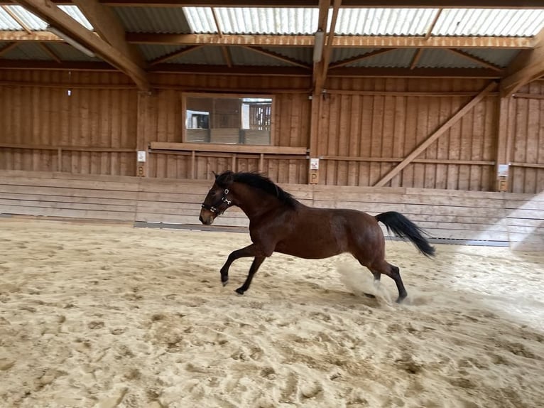 Lusitano Wałach 10 lat 162 cm Gniada in Saugeot