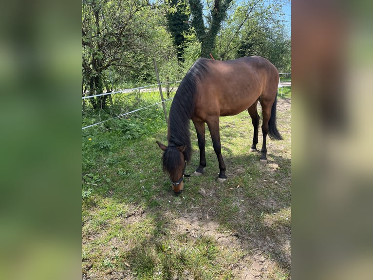 Lusitano Wałach 10 lat 162 cm Gniada in Saugeot