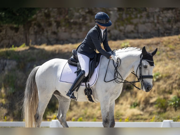 Lusitano Wałach 10 lat 162 cm Siwa in Vila Nova Famalic&#xE3;o