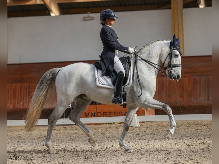 Lusitano Wałach 10 lat 162 cm Siwa in Vila Nova Famalic&#xE3;o