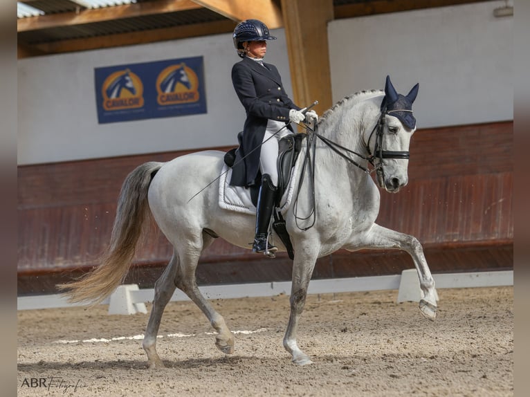 Lusitano Wałach 10 lat 162 cm Siwa in Vila Nova Famalic&#xE3;o