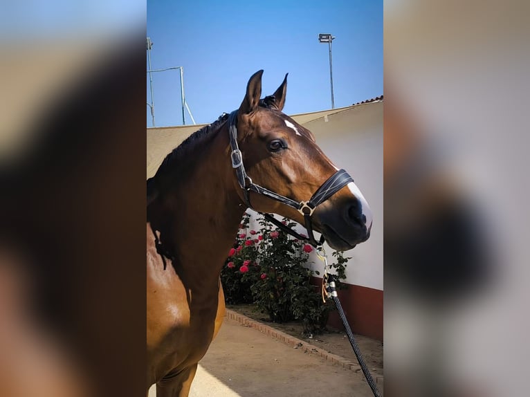 Lusitano Wałach 10 lat 164 cm Gniada in Martfeld