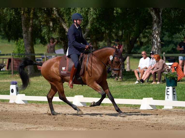 Lusitano Wałach 10 lat 164 cm Gniada in Pfullingen