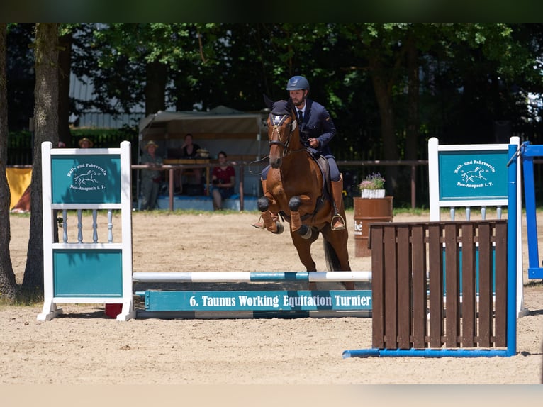 Lusitano Wałach 10 lat 164 cm Gniada in Pfullingen