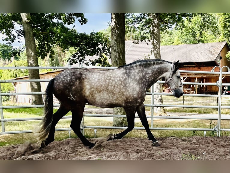Lusitano Wałach 10 lat 166 cm Siwa jabłkowita in Wietze