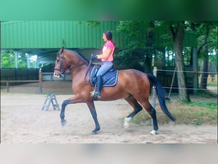 Lusitano Wałach 10 lat 168 cm Ciemnogniada in Reignac