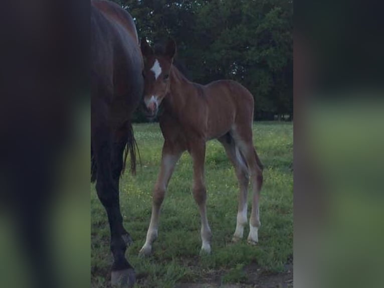 Lusitano Wałach 10 lat 168 cm Ciemnogniada in Reignac