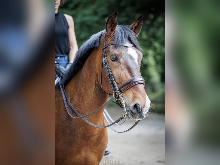 Lusitano Wałach 10 lat 168 cm Ciemnogniada in Reignac