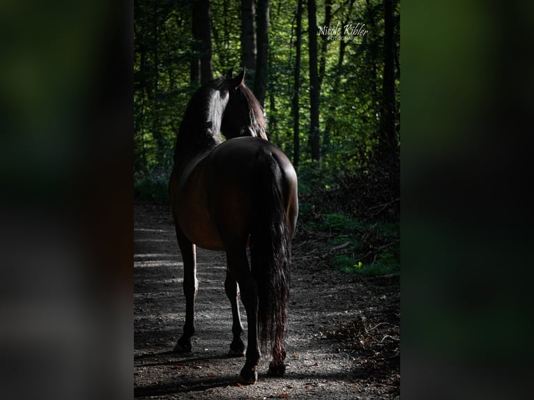Lusitano Mix Wałach 10 lat Gniada in &#xDC;berlingen
