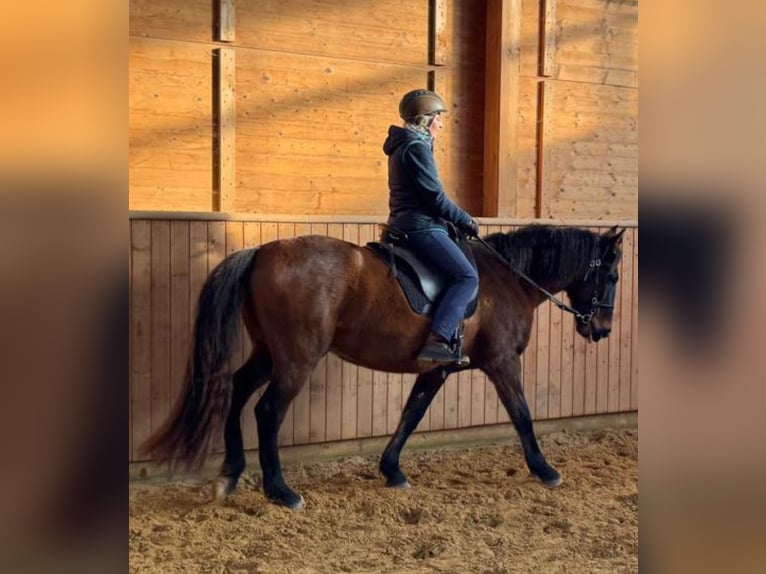 Lusitano Wałach 11 lat 154 cm Gniada in Wildeck