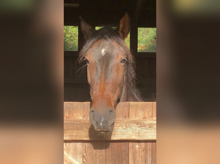 Lusitano Wałach 11 lat 154 cm Gniada in Wildeck