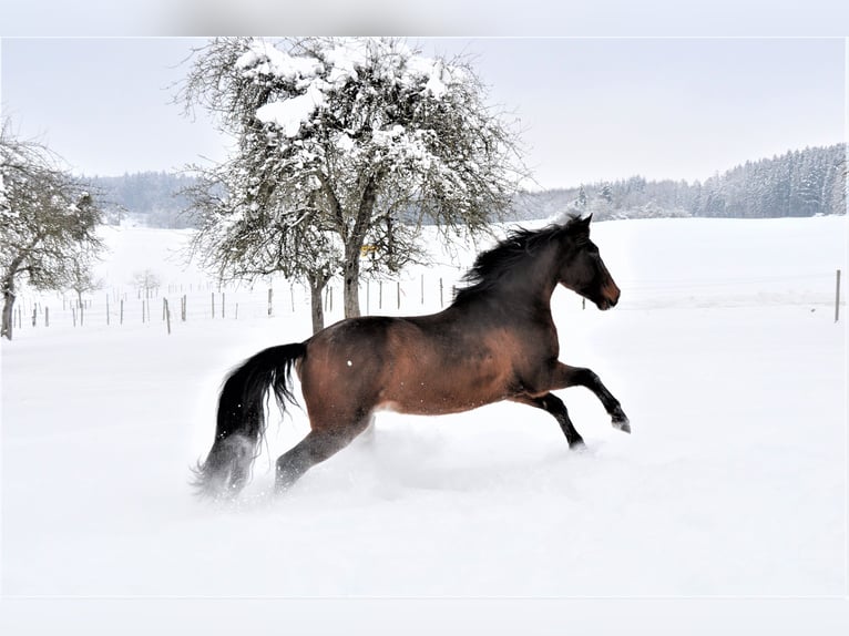 Lusitano Wałach 11 lat 154 cm Gniada in Wildeck