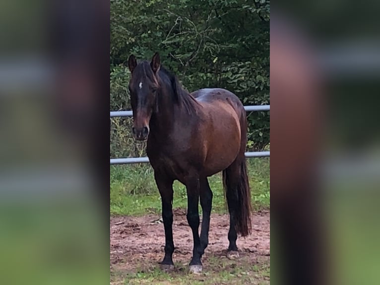 Lusitano Wałach 11 lat 154 cm Gniada in Wildeck