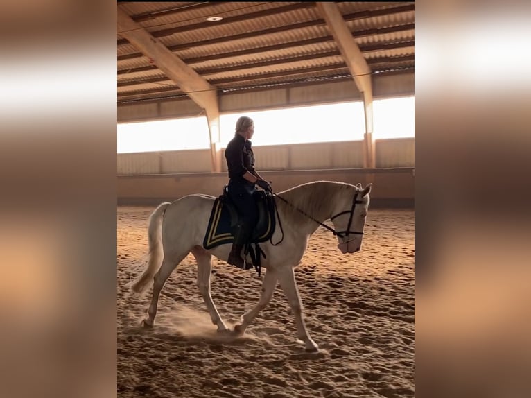 Lusitano Wałach 11 lat 157 cm Cremello in Magdeburg