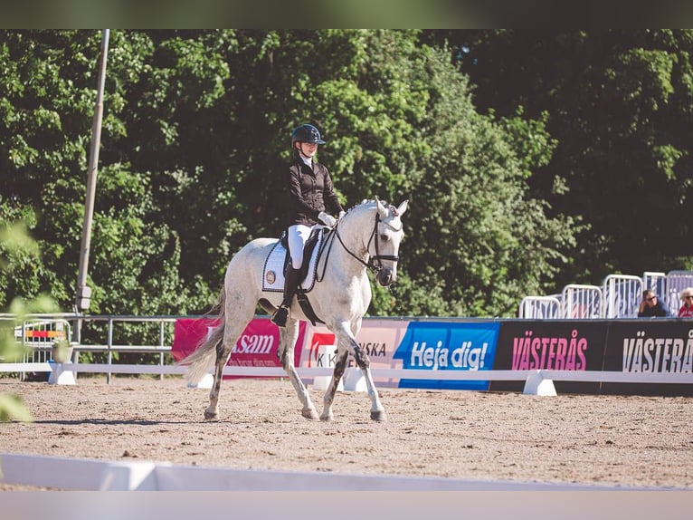 Lusitano Wałach 11 lat 160 cm Siwa in Vaggeryd