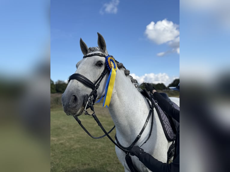 Lusitano Wałach 11 lat 160 cm Siwa in Vaggeryd