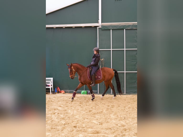Lusitano Wałach 11 lat 161 cm Gniada in Geldern