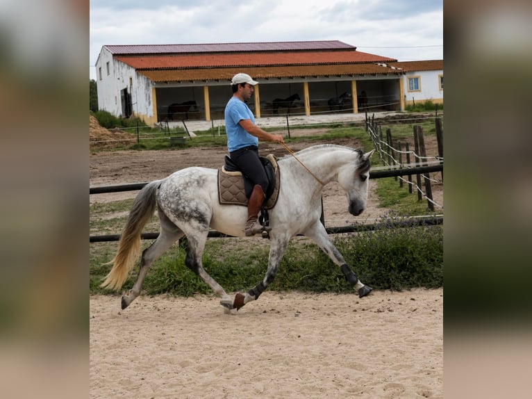 Lusitano Wałach 11 lat 165 cm Siwa in Caldas da Rainha