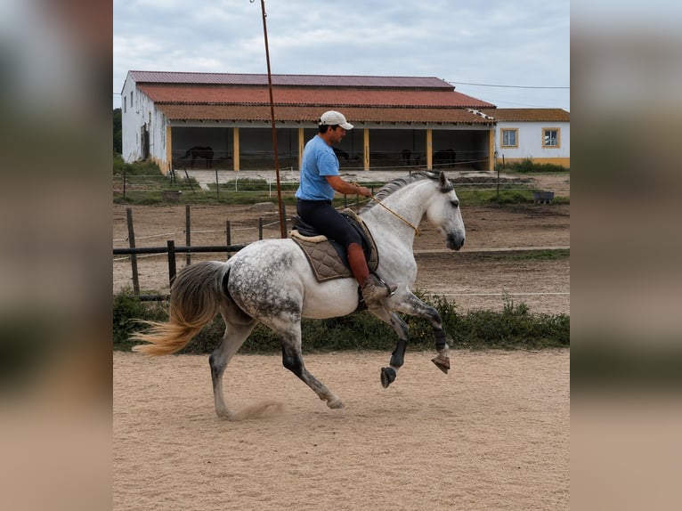 Lusitano Wałach 11 lat 165 cm Siwa in Caldas da Rainha