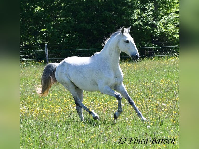 Lusitano Wałach 12 lat 154 cm Siwa in wiebelsheim