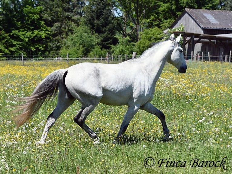 Lusitano Wałach 12 lat 154 cm Siwa in wiebelsheim