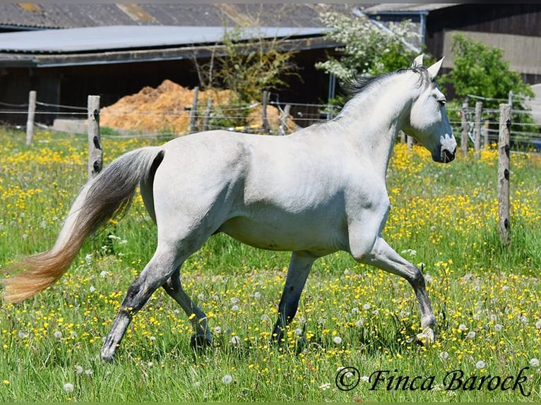 Lusitano Wałach 12 lat 154 cm Siwa in wiebelsheim