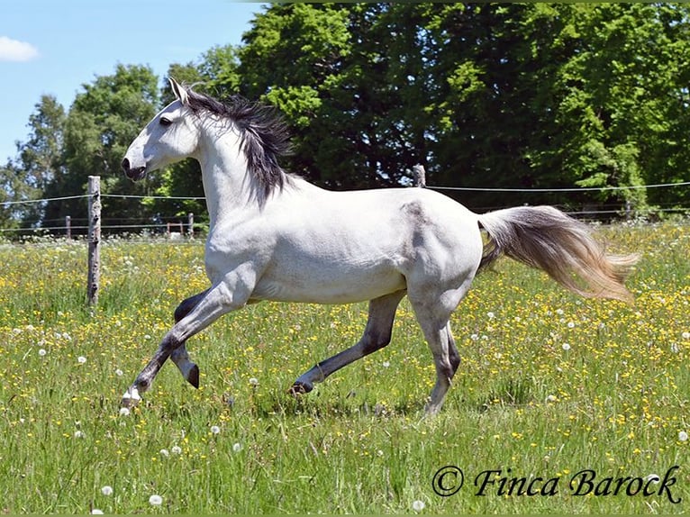 Lusitano Wałach 12 lat 154 cm Siwa in wiebelsheim