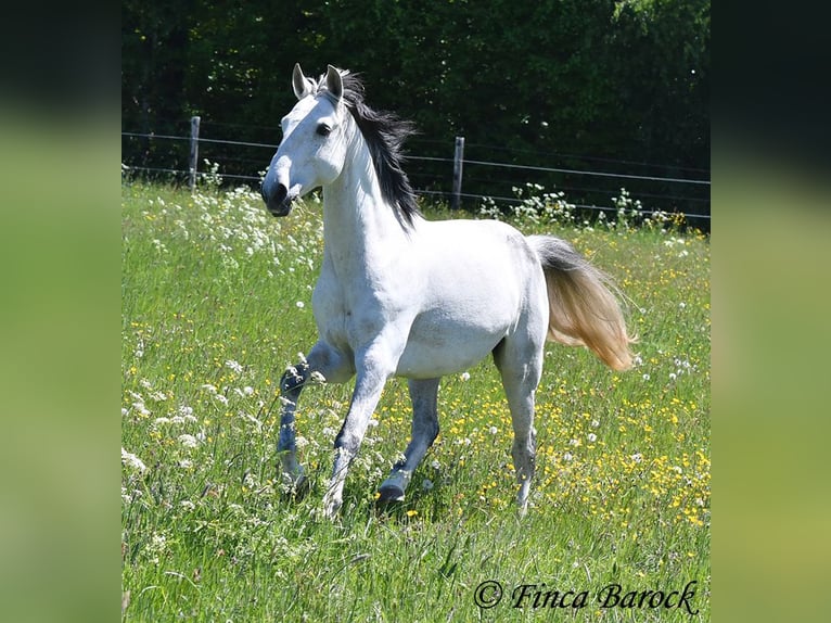 Lusitano Wałach 12 lat 154 cm Siwa in wiebelsheim