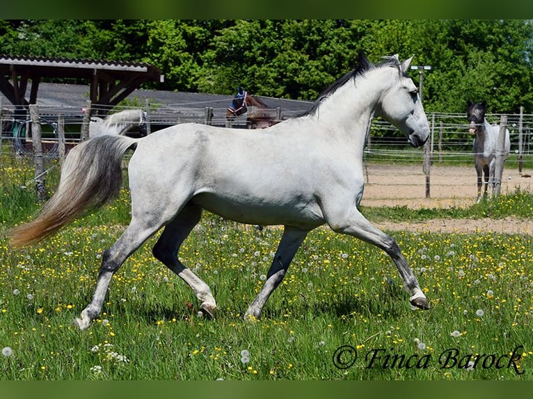 Lusitano Wałach 12 lat 154 cm Siwa in wiebelsheim