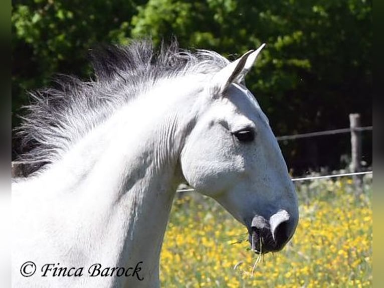 Lusitano Wałach 12 lat 154 cm Siwa in wiebelsheim