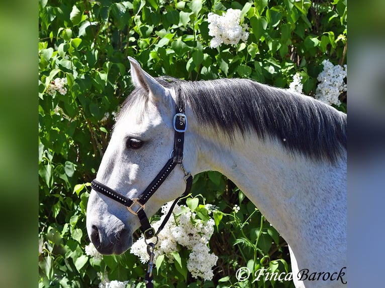 Lusitano Wałach 12 lat 154 cm Siwa in wiebelsheim