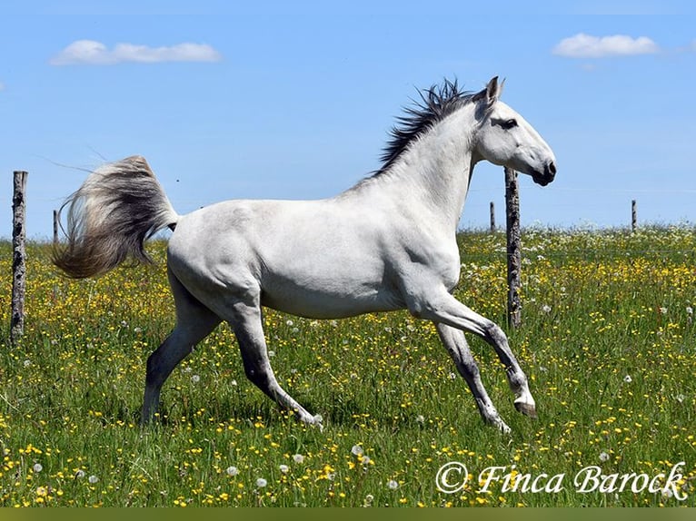 Lusitano Wałach 12 lat 154 cm Siwa in wiebelsheim