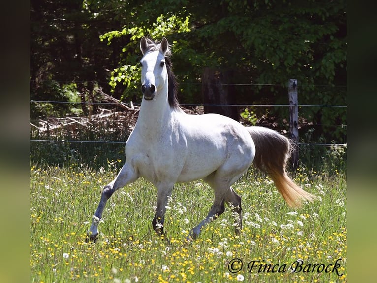 Lusitano Wałach 12 lat 154 cm Siwa in wiebelsheim