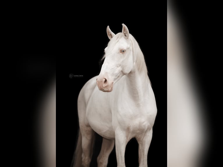 Lusitano Wałach 12 lat 157 cm Cremello in Simmern