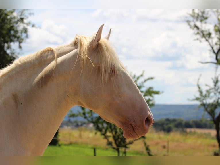 Lusitano Wałach 12 lat 157 cm Cremello in Simmern