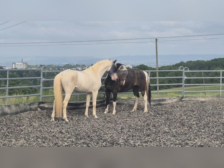Lusitano Wałach 12 lat 157 cm Cremello in Simmern